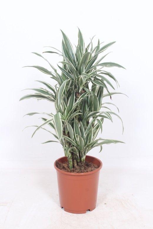 Горшечные цветы и растения оптом Drac White Stripe Branched от 1шт из Голландии с доставкой по России