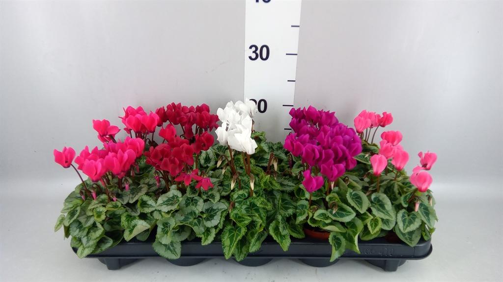 Горшечные цветы и растения оптом Cyclamen Kl donatello от 10шт (для телеги) из Голландии с доставкой по России