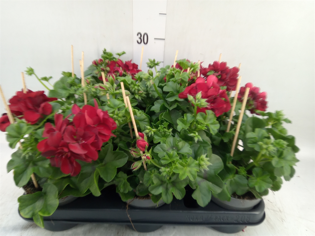 Горшечные цветы и растения оптом Pelargonium Pelt.   ... от 8шт из Голландии с доставкой по России