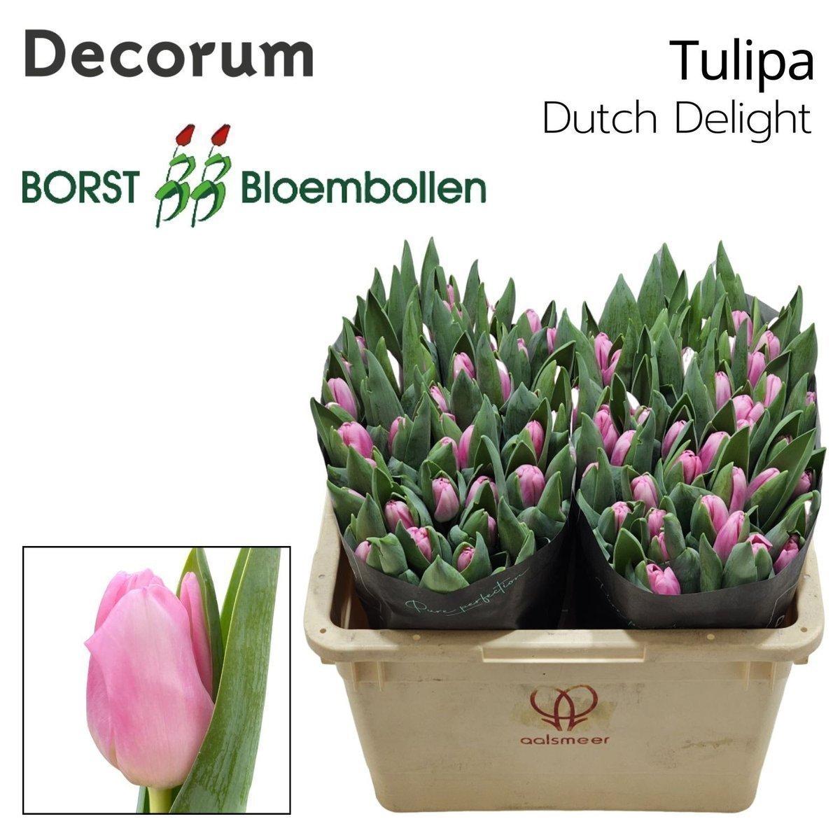 Срезанные цветы оптом Tulipa si dutch delight от 50шт из Голландии с доставкой по России