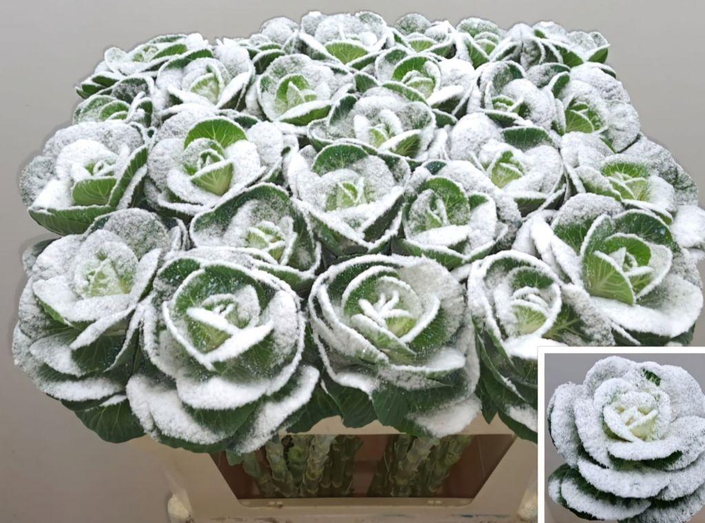 Срезанные цветы оптом Brassica paint naturel + snow white от 25шт из Голландии с доставкой по России
