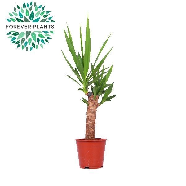 Горшечные цветы и растения оптом Yucca 30cm Stem 2+ от 8шт из Голландии с доставкой по России