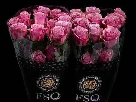 Срезанные цветы оптом Rosa ec purple moon от 40шт из Голландии с доставкой по России