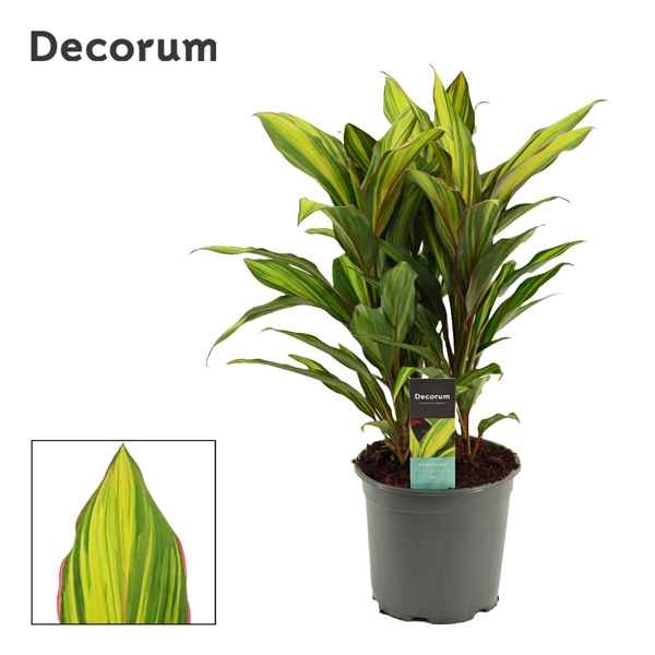 Горшечные цветы и растения оптом Cordyline Kiwi 3pp (decorum) от 5шт из Голландии с доставкой по России