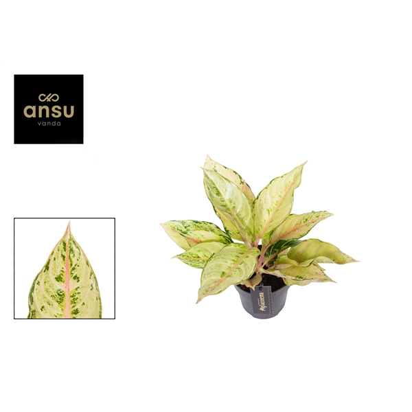 Горшечные цветы и растения оптом Aglaonema Chartreuse Pretty от 6шт из Голландии с доставкой по России