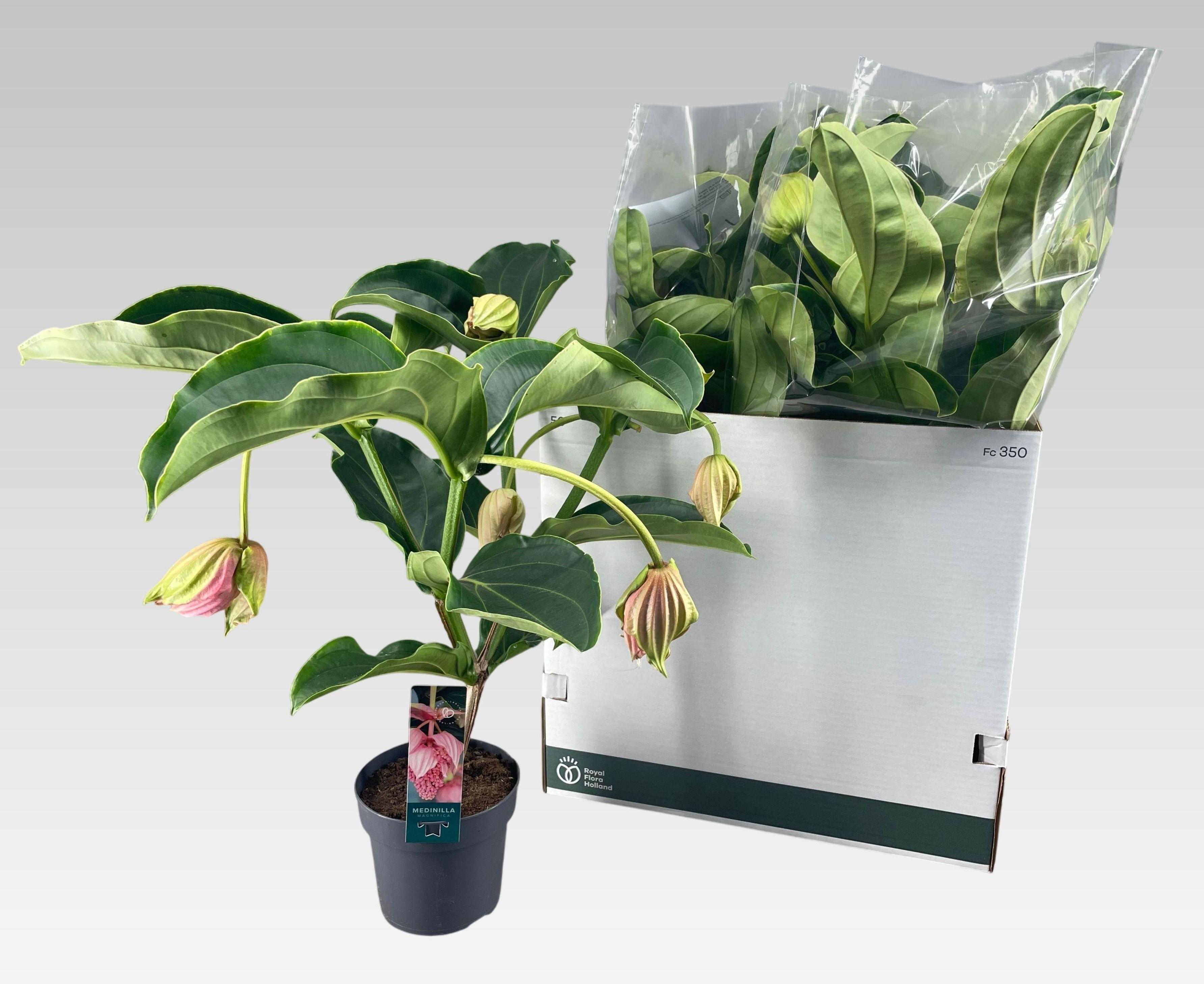 Горшечные цветы и растения оптом Medin Mag от 5шт из Голландии с доставкой по России