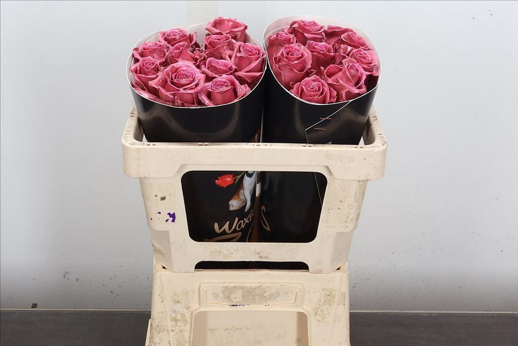 Срезанные цветы оптом Rosa large wax classic pink от 20шт из Голландии с доставкой по России