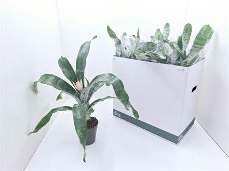 Горшечные цветы и растения оптом ** Aech Fas Prontoo * Spring Deal * от 8шт из Голландии с доставкой по России