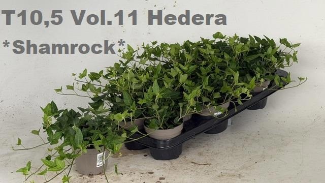 Горшечные цветы и растения оптом Hed He Shamrock от 12шт из Голландии с доставкой по России
