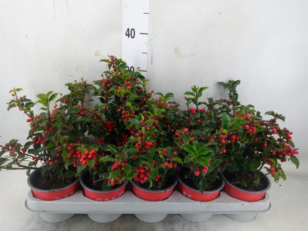 Горшечные цветы и растения оптом Ilex Meserv. от 10шт из Голландии с доставкой по России