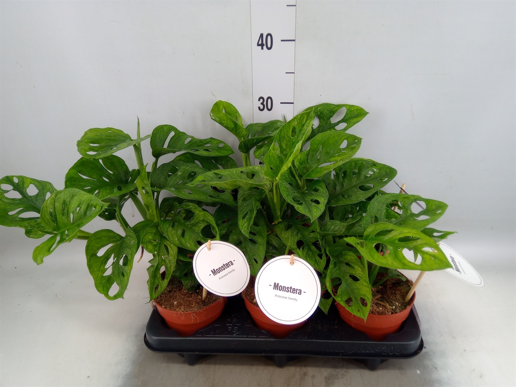 Горшечные цветы и растения оптом Monstera Obliqua Varigaed от 6шт из Голландии с доставкой по России