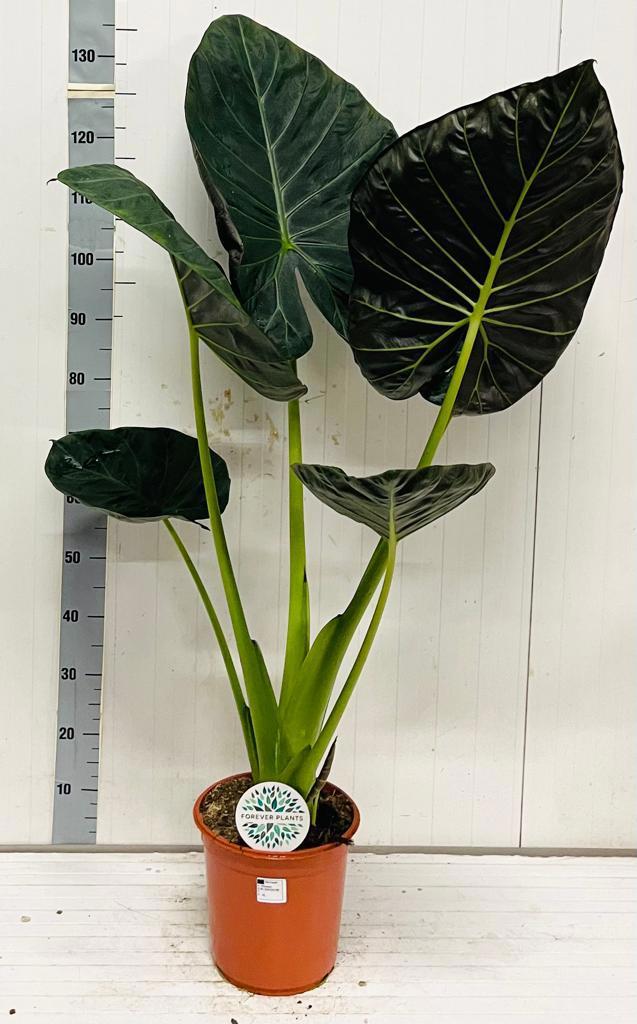 Горшечные цветы и растения оптом Aloc Regal Shields от 1шт (для телеги) из Голландии с доставкой по России