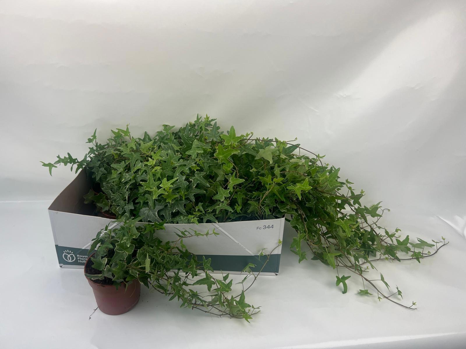 Горшечные цветы и растения оптом Hedera Mona Lisa T-45cm от 12шт из Голландии с доставкой по России