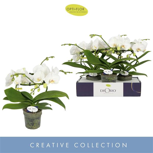 Горшечные цветы и растения оптом Phal 2st Infinity White 16+ (opti) от 3шт из Голландии с доставкой по России