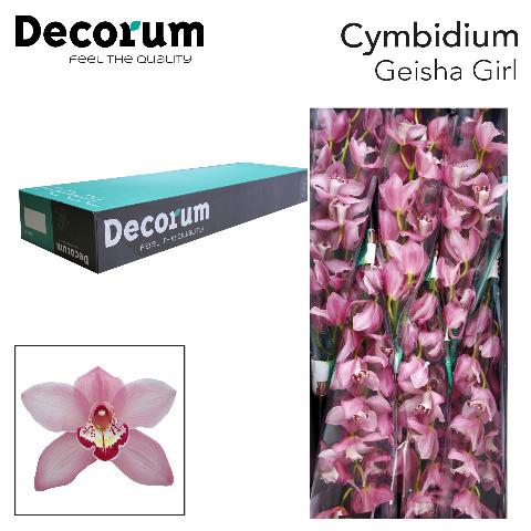 Срезанные цветы оптом Cymbidium pink geisha girl от 6шт из Голландии с доставкой по России