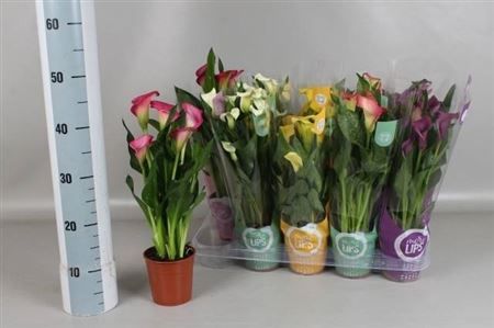 Горшечные цветы и растения оптом Zant Gem More Lips 3-4 Potcover от 10шт из Голландии с доставкой по России