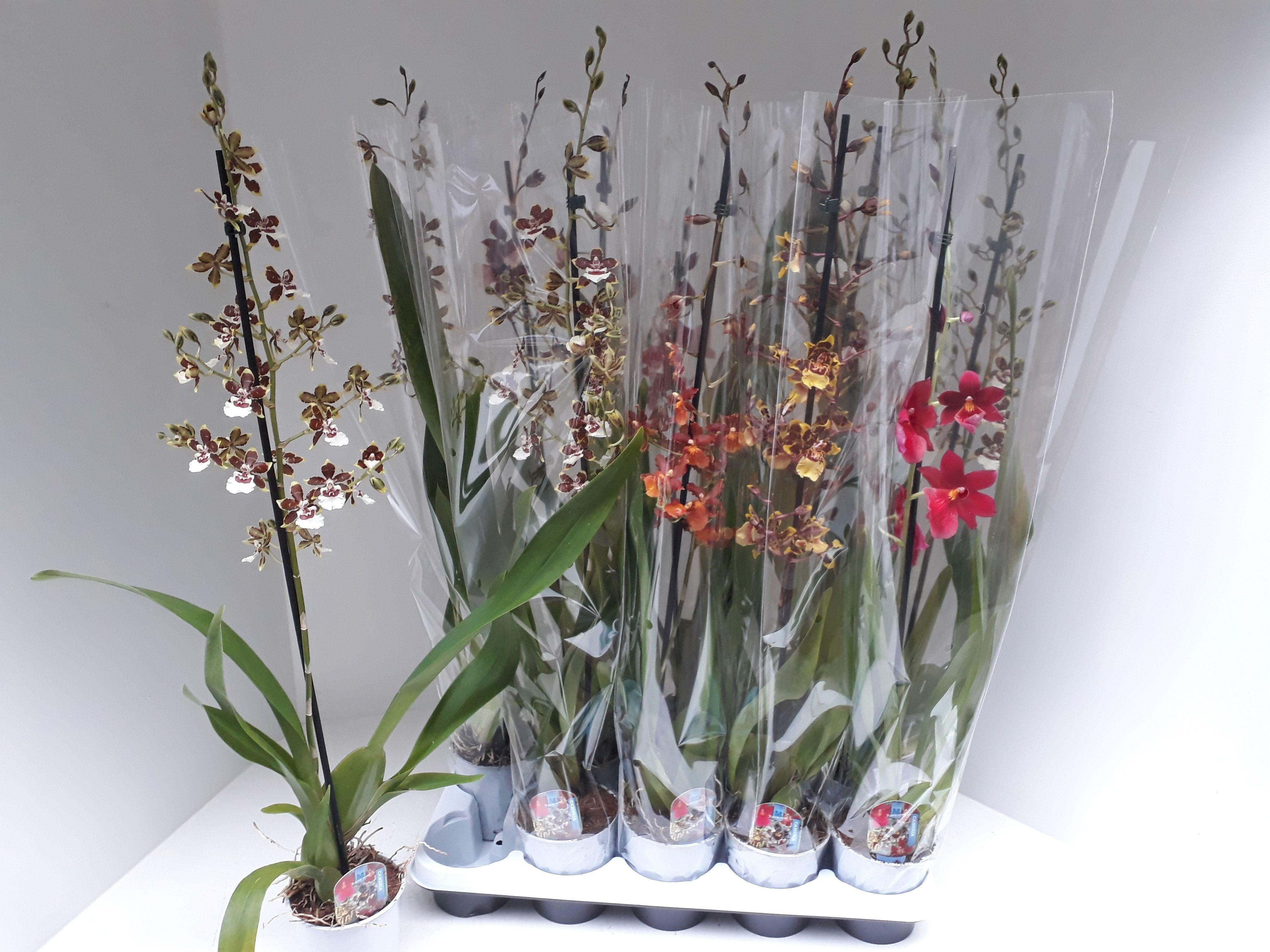 Горшечные цветы и растения оптом Cambria Grp Gem от 10шт из Голландии с доставкой по России