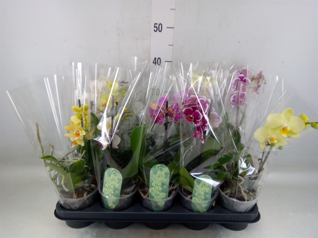 Горшечные цветы и растения оптом Phalaenopsis Multi.   ...mix  3 от 10шт из Голландии с доставкой по России