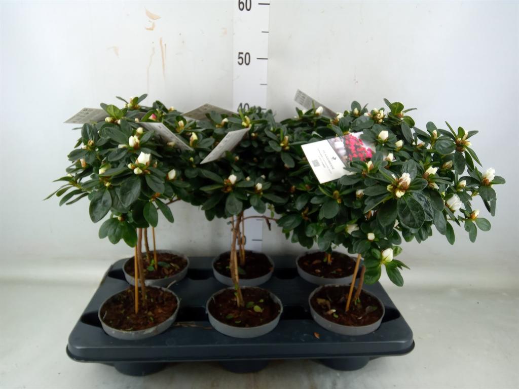 Горшечные цветы и растения оптом Rhododendron Sim.   ... от 6шт из Голландии с доставкой по России