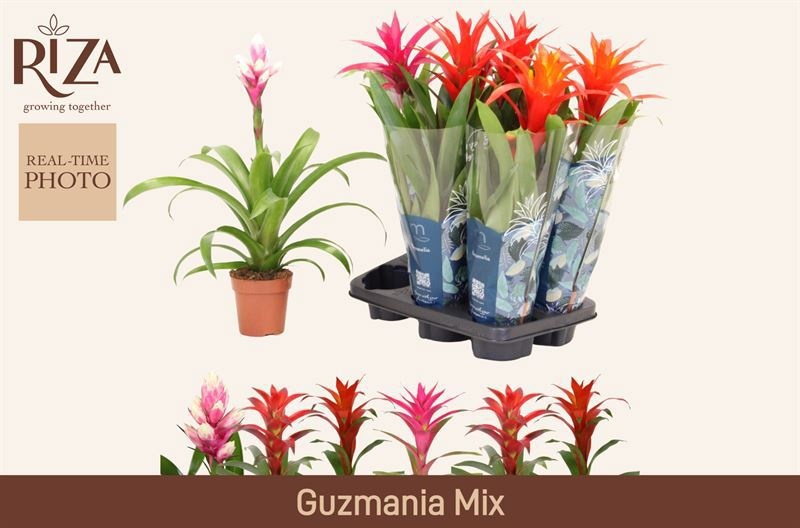 Горшечные цветы и растения оптом Guzm Gem 3 Srt от 6шт из Голландии с доставкой по России