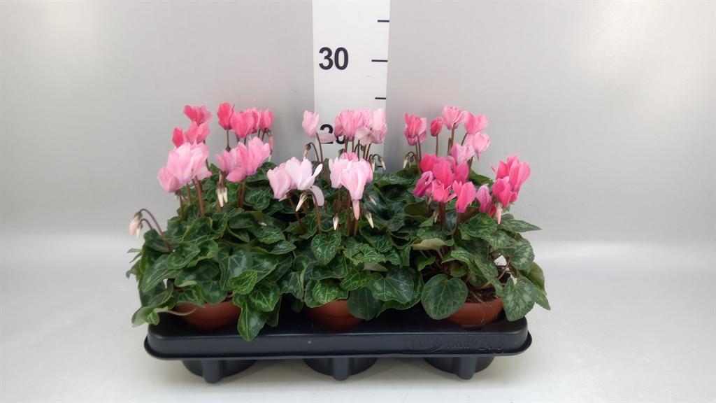 Горшечные цветы и растения оптом Cyclamen Kl crayon от 6шт (для телеги) из Голландии с доставкой по России