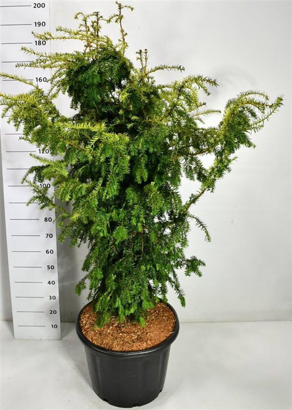 Горшечные цветы и растения оптом Taxus Bacc Dovastonii Aurea от 1шт из Голландии с доставкой по России
