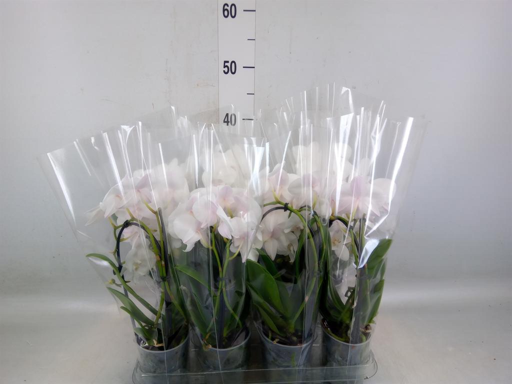 Горшечные цветы и растения оптом Phal Kolibri Fountain 1st Mix 15+ (ok) от 8шт (для телеги) из Голландии с доставкой по России