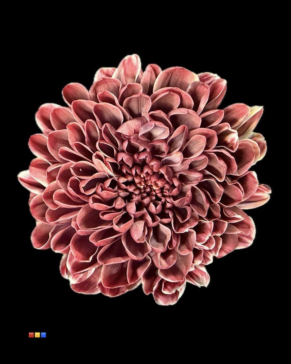 Срезанные цветы оптом Chrys sp paint altaj bokito от 40шт из Голландии с доставкой по России