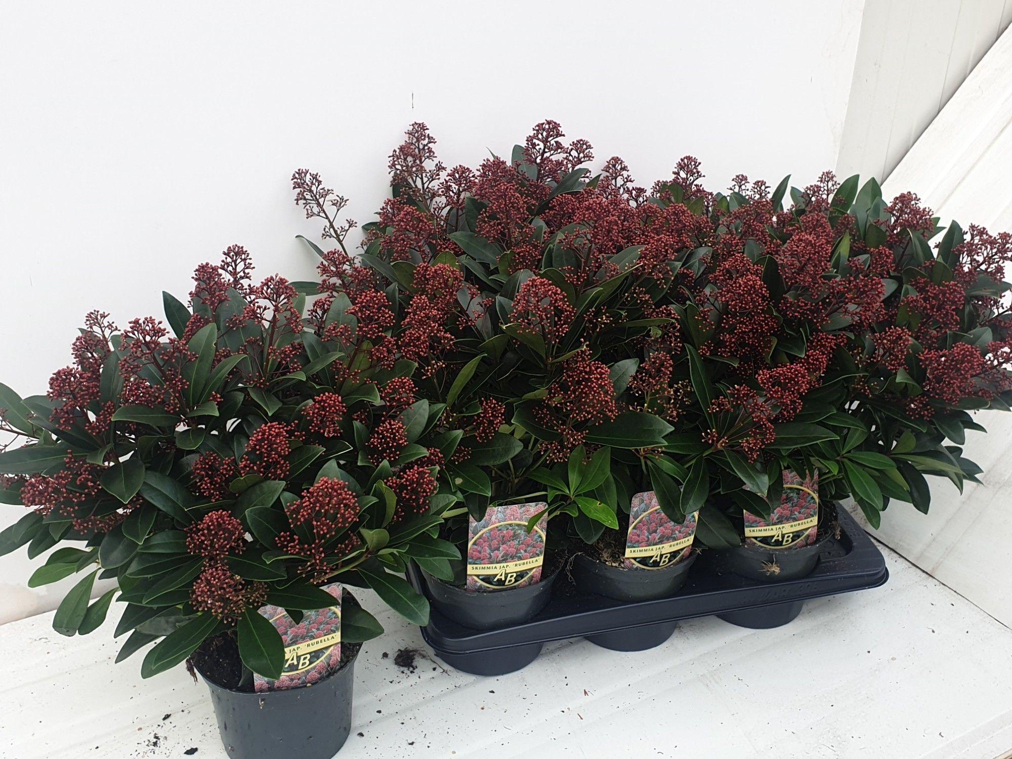 Горшечные цветы и растения оптом Skim J Rubella от 6шт из Голландии с доставкой по России