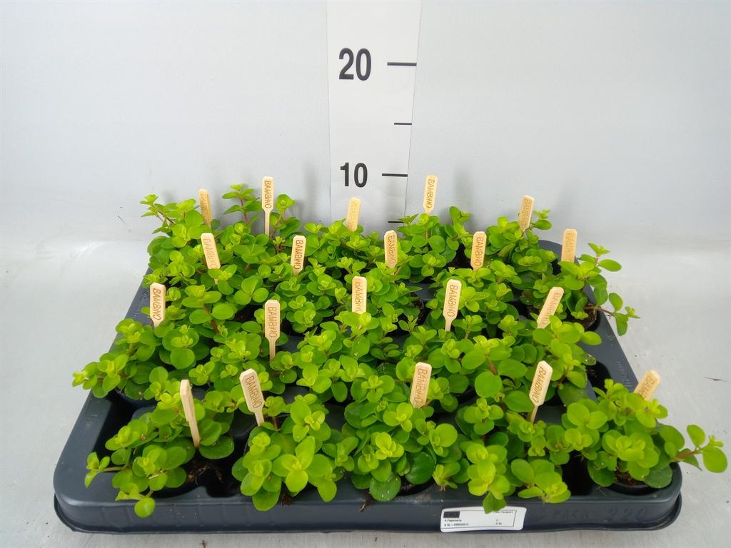 Горшечные цветы и растения оптом Peperomia Rotundifolia от 20шт (для телеги) из Голландии с доставкой по России