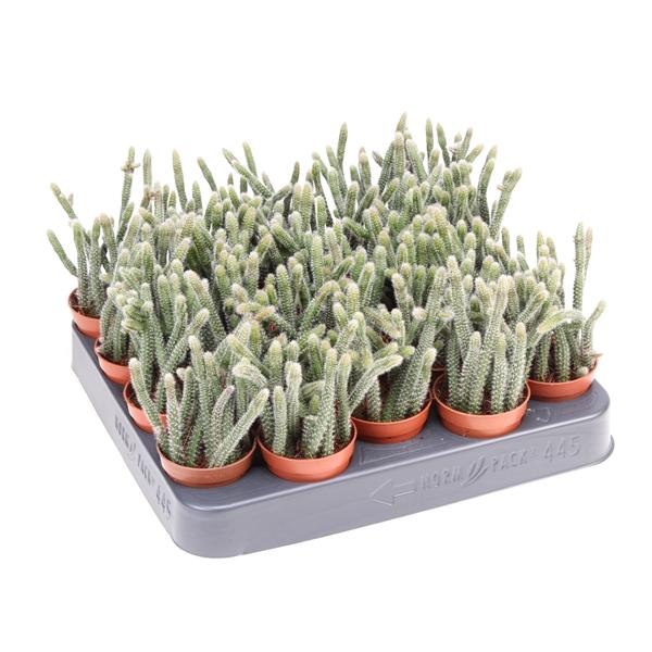 Горшечные цветы и растения оптом Rhipsalis Horrida от 20шт (для телеги) из Голландии с доставкой по России