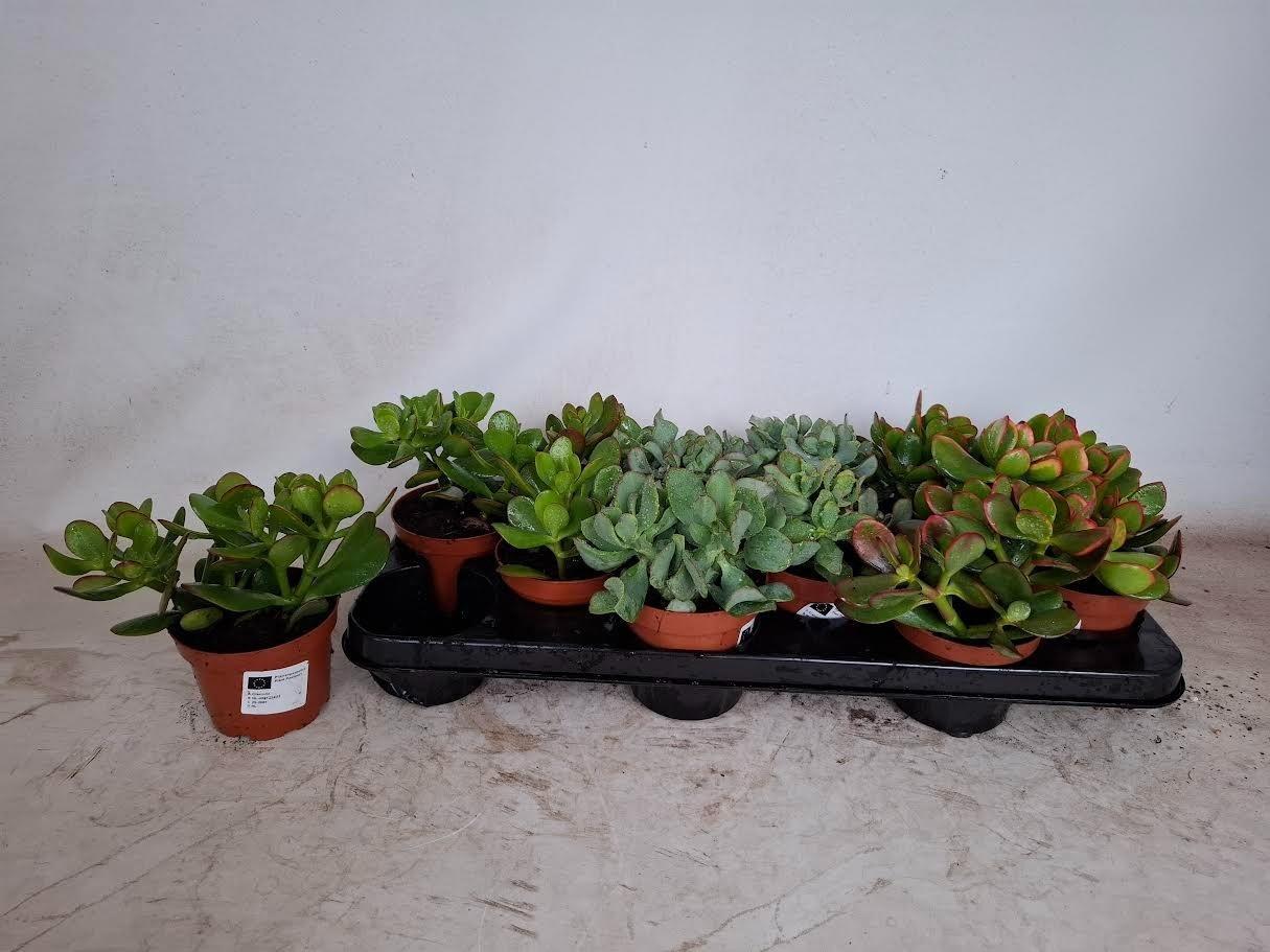 Горшечные цветы и растения оптом Crassula Mix от 12шт из Голландии с доставкой по России
