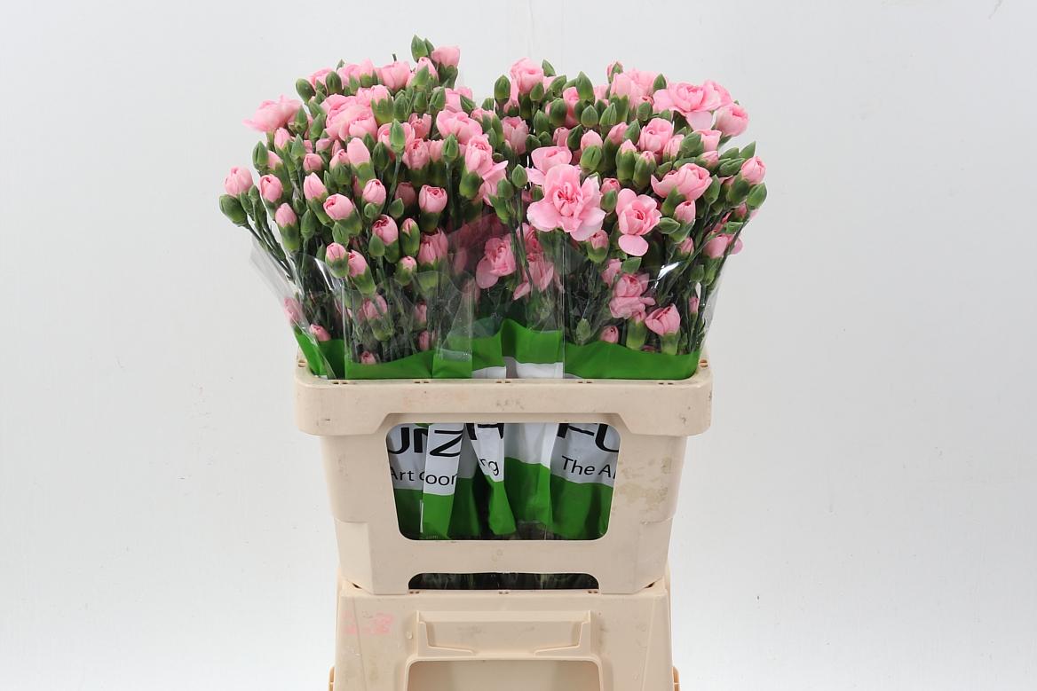 Срезанные цветы оптом Dianthus sp operetta от 100шт из Голландии с доставкой по России
