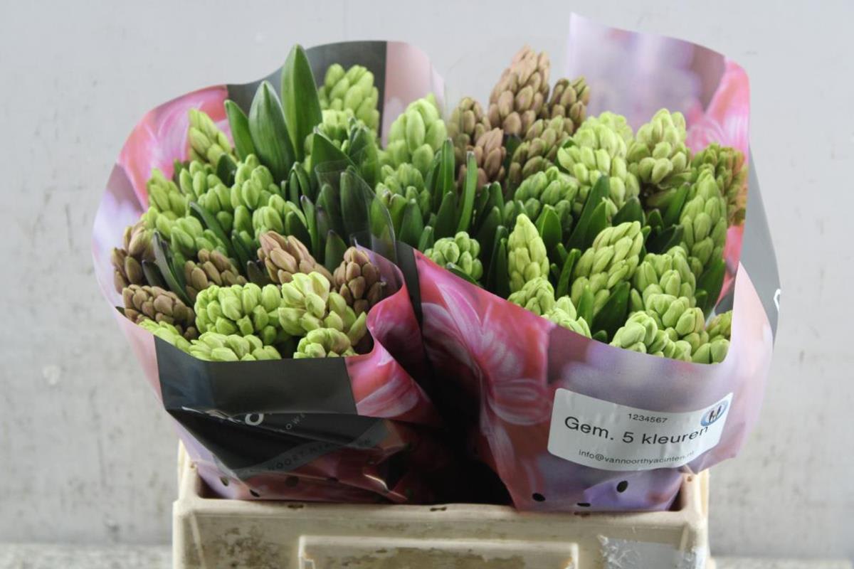Срезанные цветы оптом Hyacinthus mix in bucket от 50шт из Голландии с доставкой по России