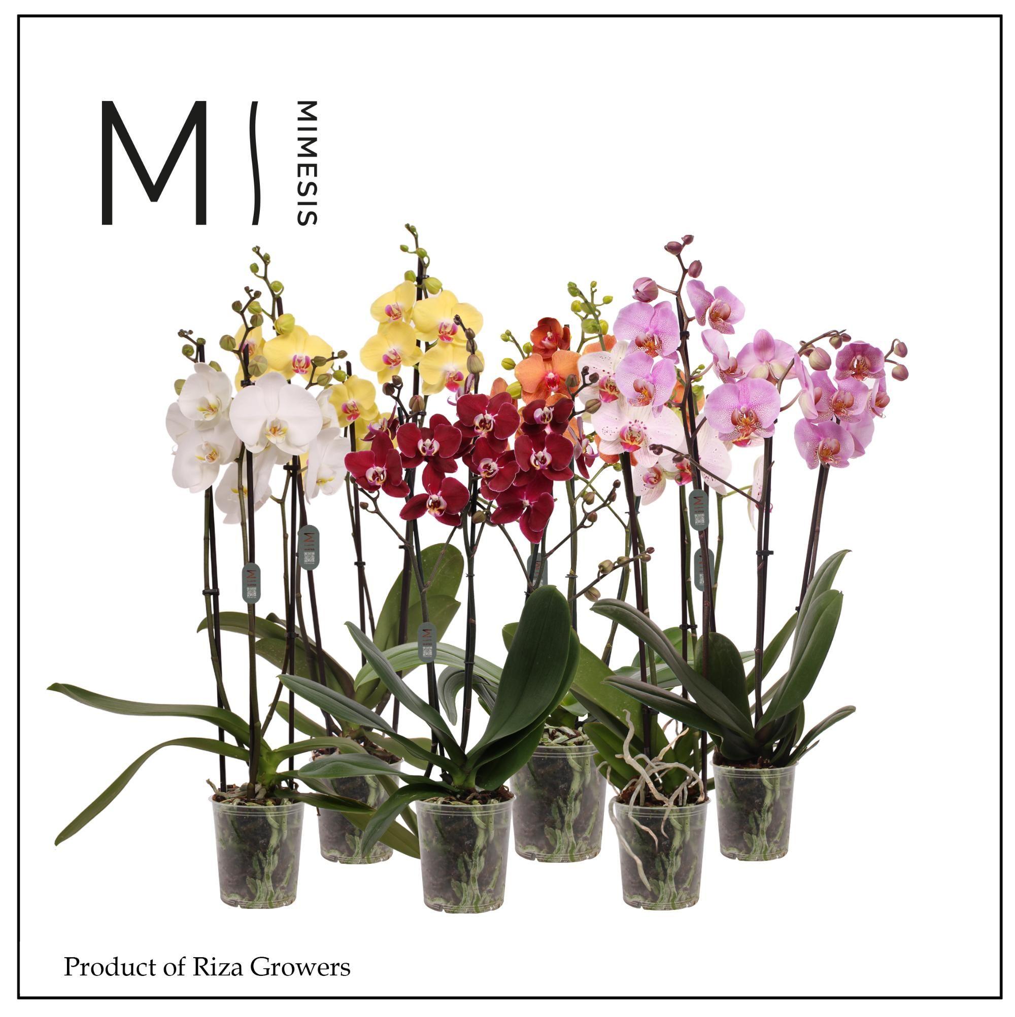 Горшечные цветы и растения оптом Phal 3st Mix No White 20+ (mimesis) от 10шт из Голландии с доставкой по России