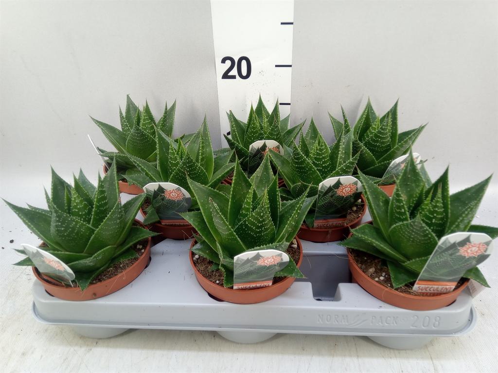 Горшечные цветы и растения оптом Aloe Aristata cosmo от 8шт из Голландии с доставкой по России