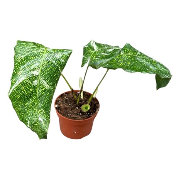 Горшечные цветы и растения оптом Calathea Musaica Variegata от 1шт из Голландии с доставкой по России