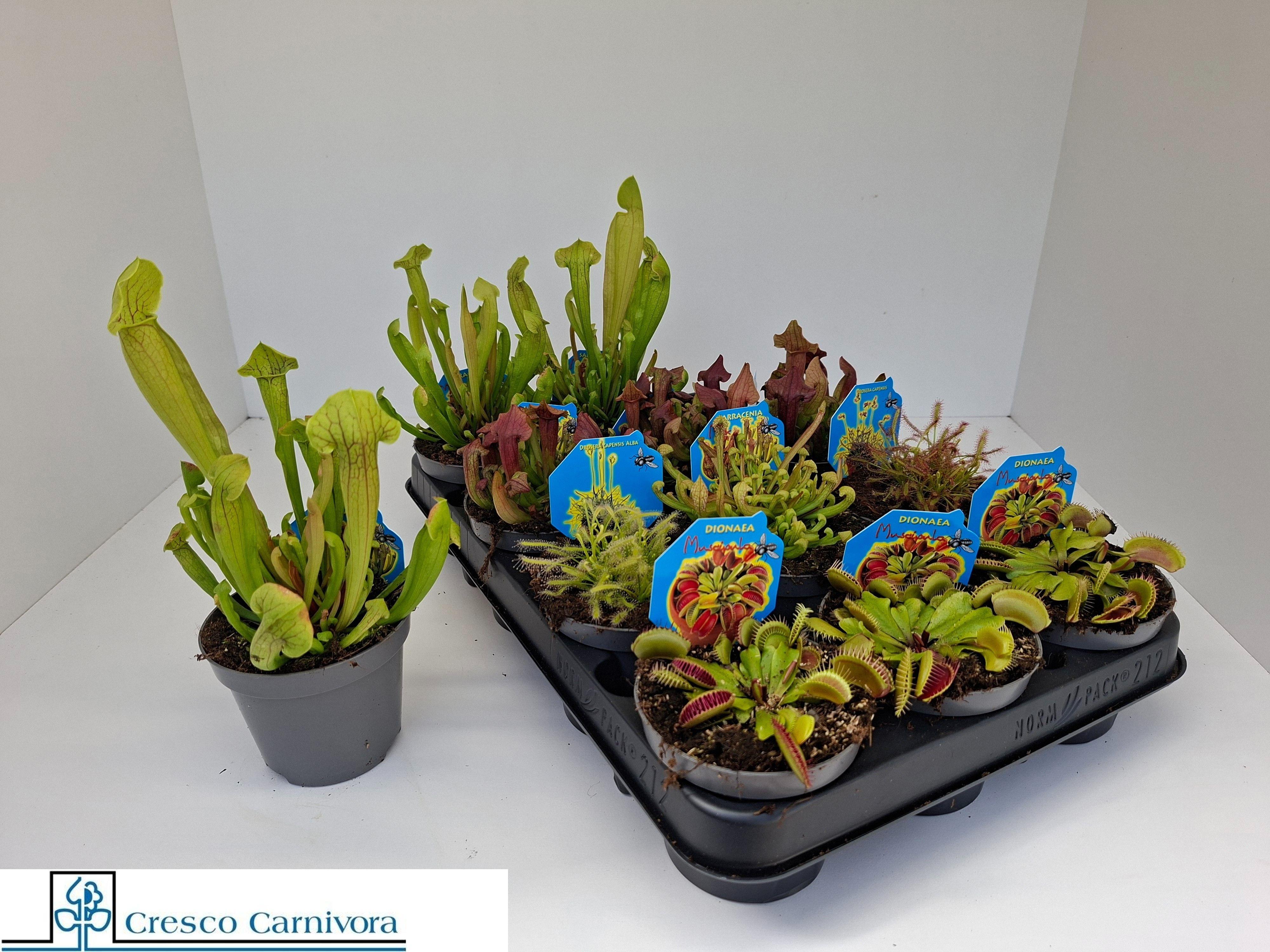 Горшечные цветы и растения оптом Vleeset Pl Gem 6 Srt от 12шт (для телеги) из Голландии с доставкой по России