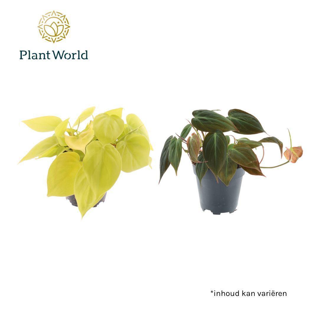 Горшечные цветы и растения оптом Philodendron Scandens Micans Mix от 10шт из Голландии с доставкой по России