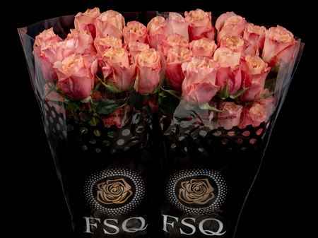 Срезанные цветы оптом Rosa ec baru от 40шт из Голландии с доставкой по России