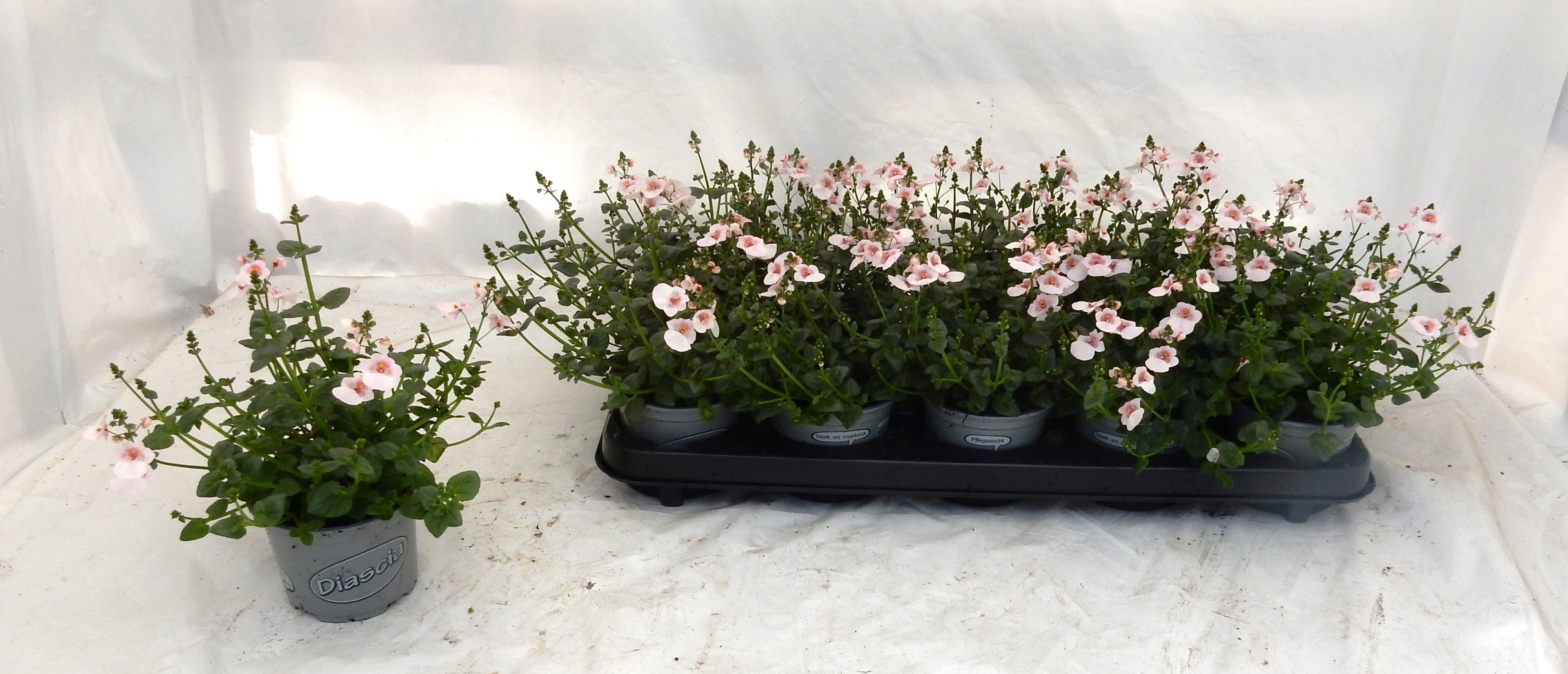 Горшечные цветы и растения оптом Dias Piccad Applebl от 10шт из Голландии с доставкой по России