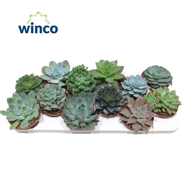 Горшечные цветы и растения оптом Echeveria Mix от 12шт из Голландии с доставкой по России