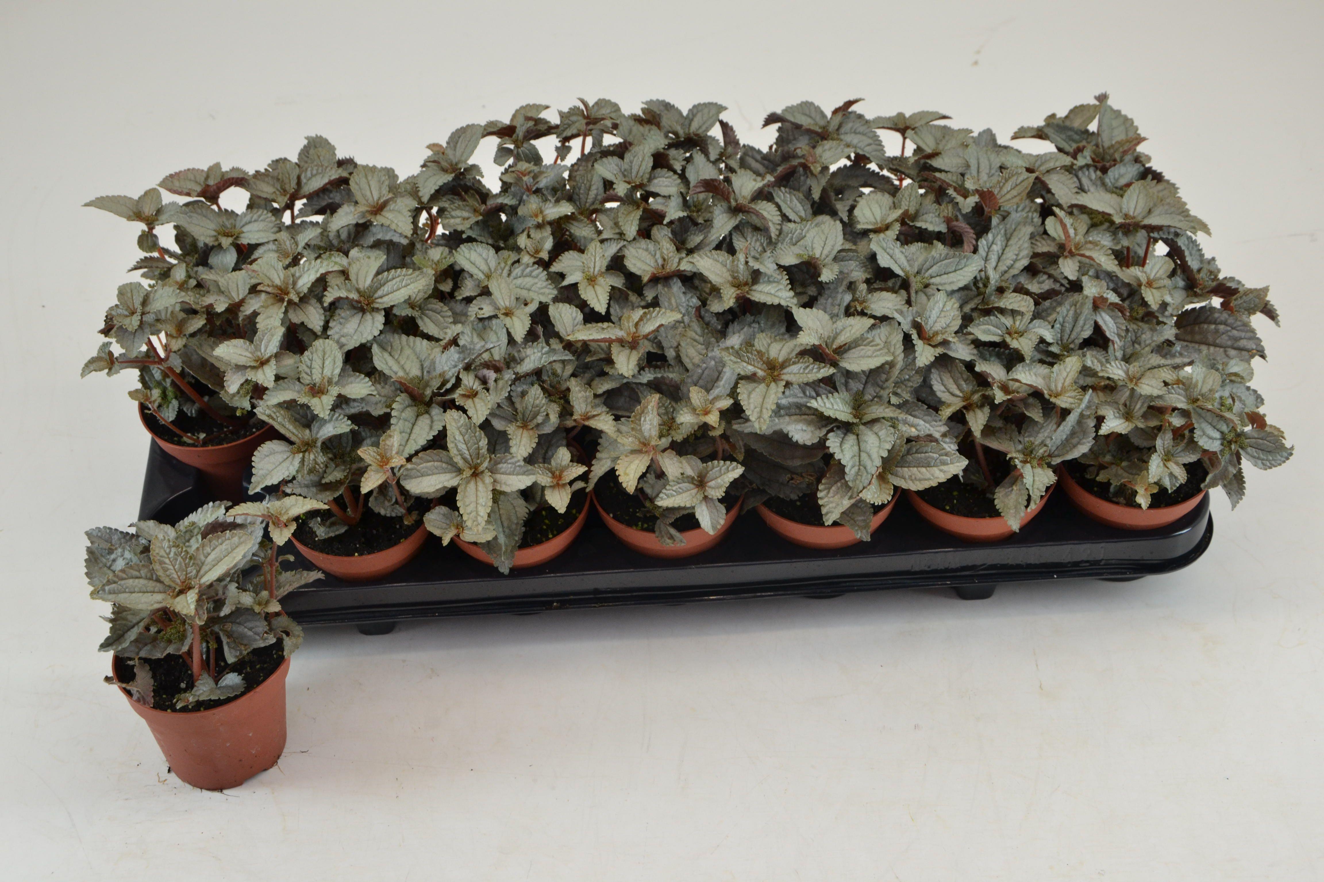 Горшечные цветы и растения оптом Pilea Ellen от 21шт (для телеги) из Голландии с доставкой по России