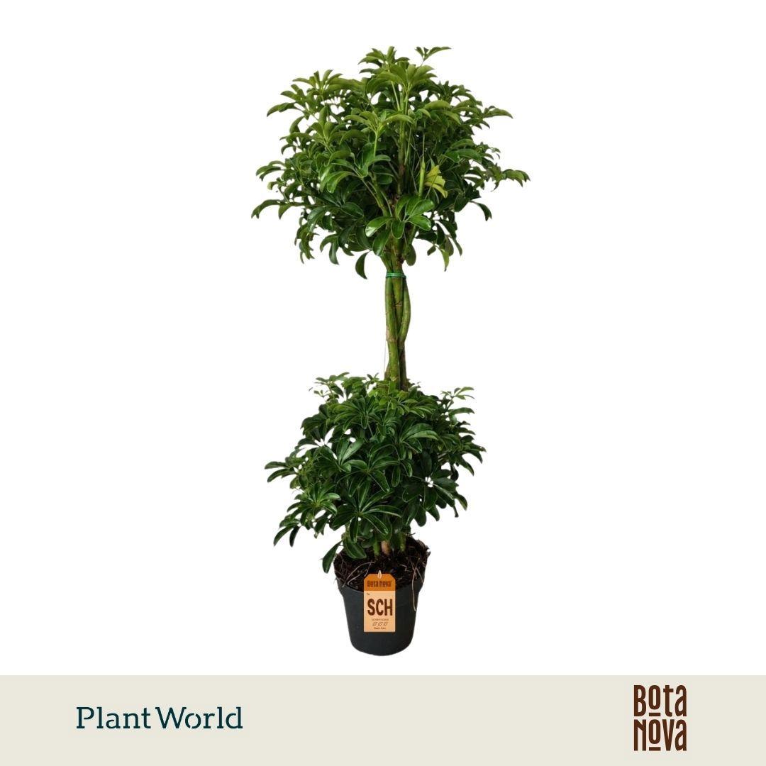Горшечные цветы и растения оптом Schefflera Luseana Duo Bol от 3шт из Голландии с доставкой по России