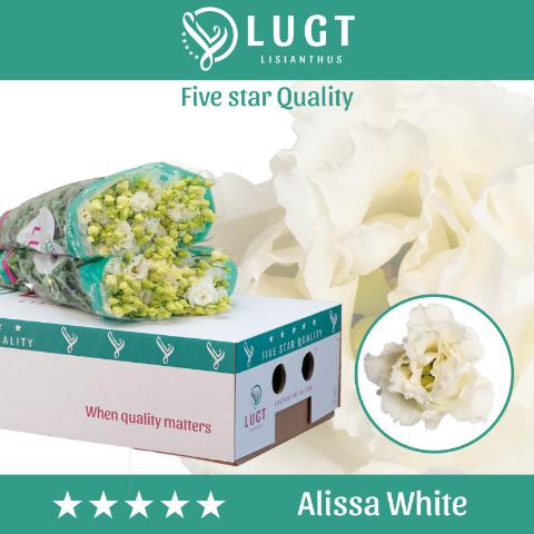 Срезанные цветы оптом Lisianthus do alissa white от 50шт. из Голландии с доставкой по России