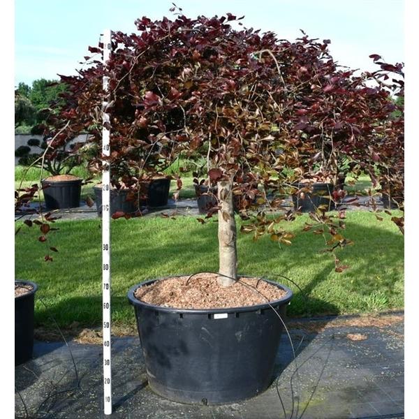 Горшечные цветы и растения оптом Fagus Sylv Purpurea Pendula On Stem от 1шт из Голландии с доставкой по России
