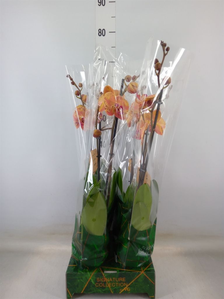 Горшечные цветы и растения оптом Phalaenopsis   ...orange от 4шт из Голландии с доставкой по России