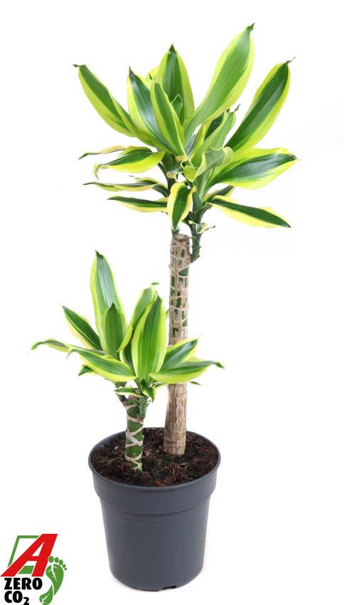 Горшечные цветы и растения оптом Dracaena Lemon Dream 30-10 от 1шт из Голландии с доставкой по России