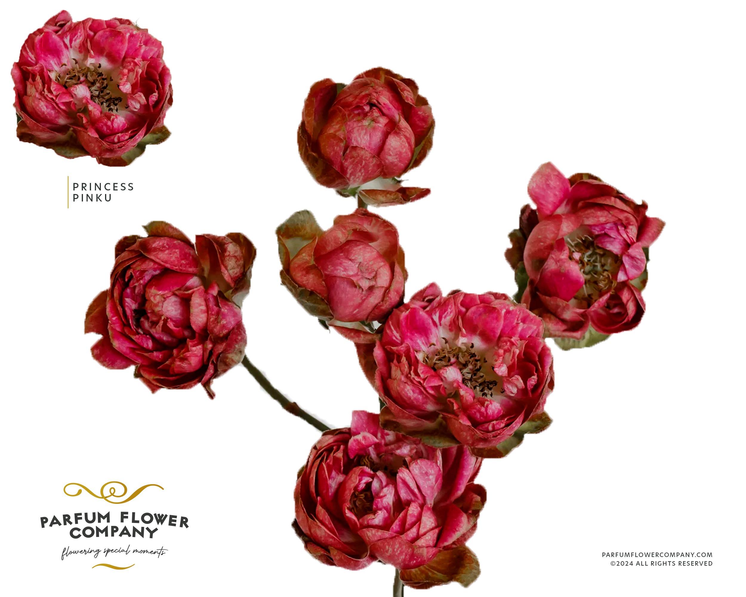 Срезанные цветы оптом Rosa spray princes pinku от 12шт из Голландии с доставкой по России