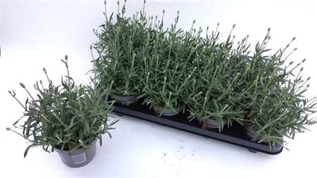 Горшечные цветы и растения оптом Lavandula Aromance Bleu от 8шт из Голландии с доставкой по России